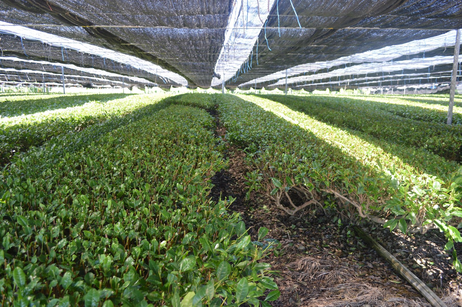 愛知県西尾市下町の覆下茶園（西尾抹茶の茶畑）